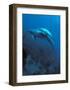 Mother and Baby Dolphins-Charles Glover-Framed Art Print