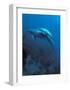 Mother and Baby Dolphins-Charles Glover-Framed Art Print