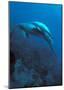 Mother and Baby Dolphins-Charles Glover-Mounted Art Print