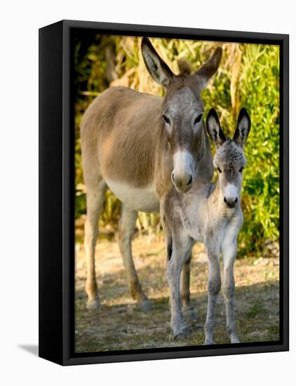 Mother and Baby Donkeys on Salt Cay Island, Turks and Caicos, Caribbean-Walter Bibikow-Framed Stretched Canvas