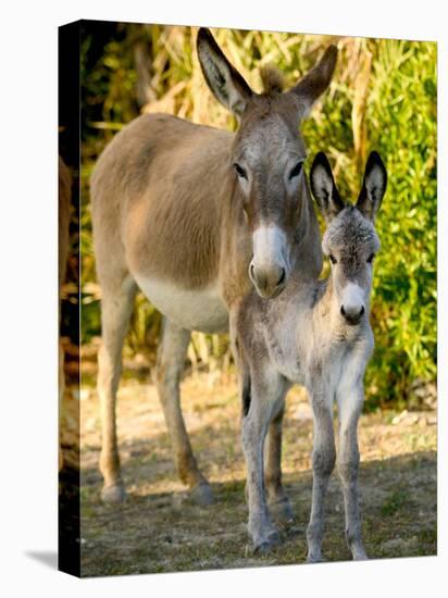 Mother and Baby Donkeys on Salt Cay Island, Turks and Caicos, Caribbean-Walter Bibikow-Stretched Canvas