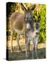 Mother and Baby Donkeys on Salt Cay Island, Turks and Caicos, Caribbean-Walter Bibikow-Stretched Canvas