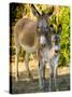 Mother and Baby Donkeys on Salt Cay Island, Turks and Caicos, Caribbean-Walter Bibikow-Stretched Canvas