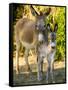 Mother and Baby Donkeys on Salt Cay Island, Turks and Caicos, Caribbean-Walter Bibikow-Framed Stretched Canvas