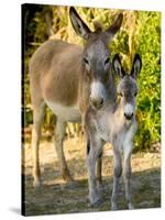 Mother and Baby Donkeys on Salt Cay Island, Turks and Caicos, Caribbean-Walter Bibikow-Stretched Canvas