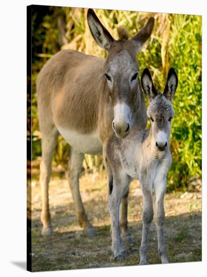 Mother and Baby Donkeys on Salt Cay Island, Turks and Caicos, Caribbean-Walter Bibikow-Stretched Canvas