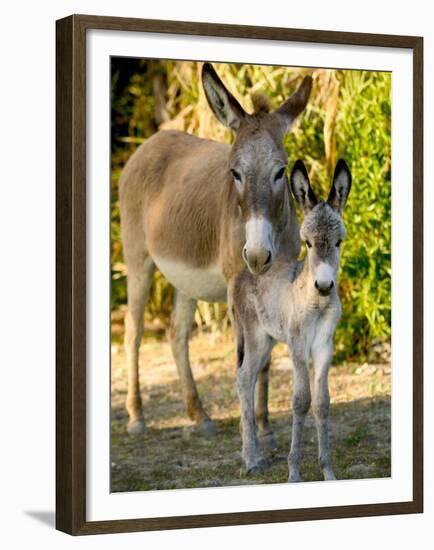 Mother and Baby Donkeys on Salt Cay Island, Turks and Caicos, Caribbean-Walter Bibikow-Framed Premium Photographic Print