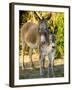 Mother and Baby Donkeys on Salt Cay Island, Turks and Caicos, Caribbean-Walter Bibikow-Framed Premium Photographic Print