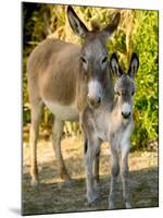 Mother and Baby Donkeys on Salt Cay Island, Turks and Caicos, Caribbean-Walter Bibikow-Mounted Premium Photographic Print