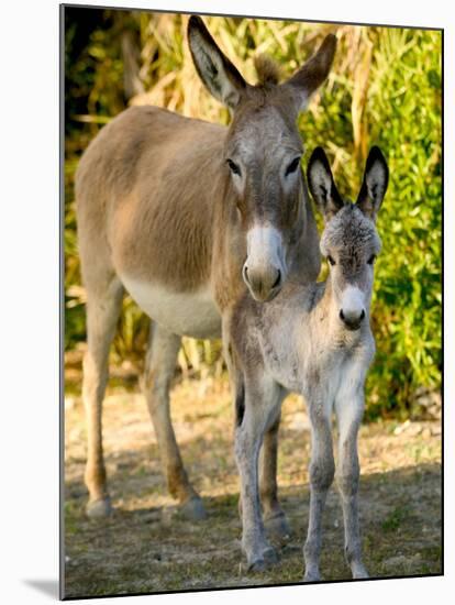 Mother and Baby Donkeys on Salt Cay Island, Turks and Caicos, Caribbean-Walter Bibikow-Mounted Premium Photographic Print