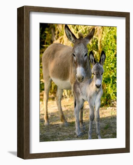 Mother and Baby Donkeys on Salt Cay Island, Turks and Caicos, Caribbean-Walter Bibikow-Framed Photographic Print