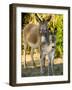 Mother and Baby Donkeys on Salt Cay Island, Turks and Caicos, Caribbean-Walter Bibikow-Framed Photographic Print