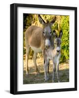 Mother and Baby Donkeys on Salt Cay Island, Turks and Caicos, Caribbean-Walter Bibikow-Framed Photographic Print