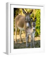 Mother and Baby Donkeys on Salt Cay Island, Turks and Caicos, Caribbean-Walter Bibikow-Framed Photographic Print