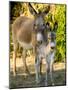 Mother and Baby Donkeys on Salt Cay Island, Turks and Caicos, Caribbean-Walter Bibikow-Mounted Photographic Print