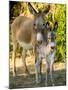 Mother and Baby Donkeys on Salt Cay Island, Turks and Caicos, Caribbean-Walter Bibikow-Mounted Photographic Print