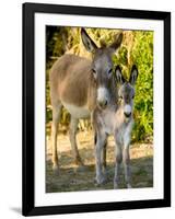 Mother and Baby Donkeys on Salt Cay Island, Turks and Caicos, Caribbean-Walter Bibikow-Framed Photographic Print