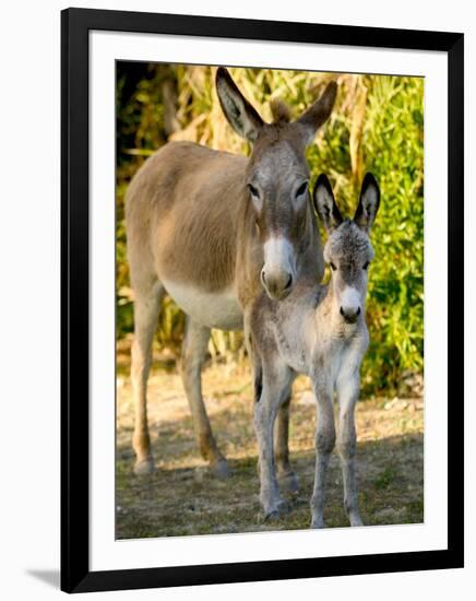 Mother and Baby Donkeys on Salt Cay Island, Turks and Caicos, Caribbean-Walter Bibikow-Framed Photographic Print