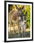 Mother and Baby Donkeys on Salt Cay Island, Turks and Caicos, Caribbean-Walter Bibikow-Framed Photographic Print