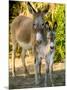 Mother and Baby Donkeys on Salt Cay Island, Turks and Caicos, Caribbean-Walter Bibikow-Mounted Photographic Print