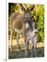 Mother and Baby Donkeys on Salt Cay Island, Turks and Caicos, Caribbean-Walter Bibikow-Framed Photographic Print