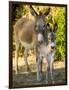 Mother and Baby Donkeys on Salt Cay Island, Turks and Caicos, Caribbean-Walter Bibikow-Framed Photographic Print