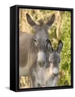 Mother and Baby Donkeys on Salt Cay Island, Turks and Caicos, Caribbean-Walter Bibikow-Framed Stretched Canvas