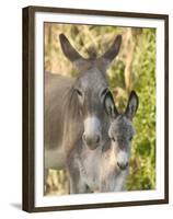 Mother and Baby Donkeys on Salt Cay Island, Turks and Caicos, Caribbean-Walter Bibikow-Framed Premium Photographic Print