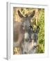 Mother and Baby Donkeys on Salt Cay Island, Turks and Caicos, Caribbean-Walter Bibikow-Framed Premium Photographic Print