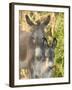 Mother and Baby Donkeys on Salt Cay Island, Turks and Caicos, Caribbean-Walter Bibikow-Framed Premium Photographic Print