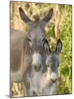 Mother and Baby Donkeys on Salt Cay Island, Turks and Caicos, Caribbean-Walter Bibikow-Mounted Premium Photographic Print