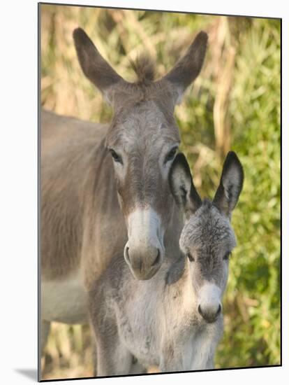 Mother and Baby Donkeys on Salt Cay Island, Turks and Caicos, Caribbean-Walter Bibikow-Mounted Premium Photographic Print