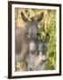 Mother and Baby Donkeys on Salt Cay Island, Turks and Caicos, Caribbean-Walter Bibikow-Framed Premium Photographic Print