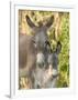 Mother and Baby Donkeys on Salt Cay Island, Turks and Caicos, Caribbean-Walter Bibikow-Framed Premium Photographic Print