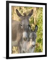 Mother and Baby Donkeys on Salt Cay Island, Turks and Caicos, Caribbean-Walter Bibikow-Framed Premium Photographic Print