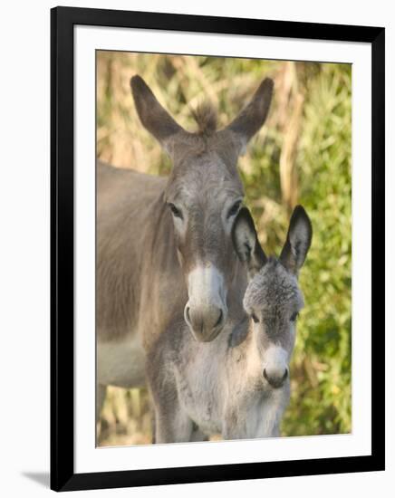 Mother and Baby Donkeys on Salt Cay Island, Turks and Caicos, Caribbean-Walter Bibikow-Framed Premium Photographic Print