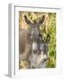 Mother and Baby Donkeys on Salt Cay Island, Turks and Caicos, Caribbean-Walter Bibikow-Framed Photographic Print