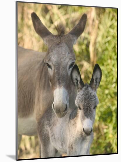 Mother and Baby Donkeys on Salt Cay Island, Turks and Caicos, Caribbean-Walter Bibikow-Mounted Photographic Print