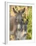 Mother and Baby Donkeys on Salt Cay Island, Turks and Caicos, Caribbean-Walter Bibikow-Framed Photographic Print