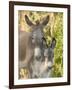 Mother and Baby Donkeys on Salt Cay Island, Turks and Caicos, Caribbean-Walter Bibikow-Framed Photographic Print