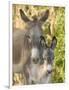 Mother and Baby Donkeys on Salt Cay Island, Turks and Caicos, Caribbean-Walter Bibikow-Framed Photographic Print