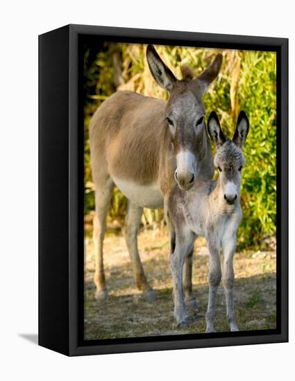 Mother and Baby Donkeys on Salt Cay Island, Turks and Caicos, Caribbean-Walter Bibikow-Framed Stretched Canvas