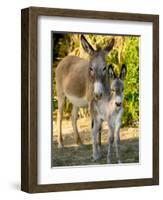 Mother and Baby Donkeys on Salt Cay Island, Turks and Caicos, Caribbean-Walter Bibikow-Framed Photographic Print