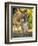 Mother and Baby Donkeys on Salt Cay Island, Turks and Caicos, Caribbean-Walter Bibikow-Framed Photographic Print