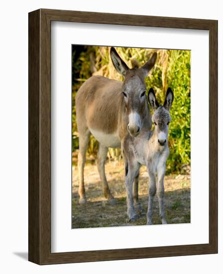 Mother and Baby Donkeys on Salt Cay Island, Turks and Caicos, Caribbean-Walter Bibikow-Framed Photographic Print