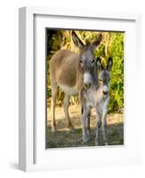 Mother and Baby Donkeys on Salt Cay Island, Turks and Caicos, Caribbean-Walter Bibikow-Framed Photographic Print