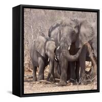 Mother and Baby Elephant Preparing for a Dust Bath, Chobe National Park, Botswana-Wendy Kaveney-Framed Stretched Canvas