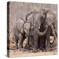 Mother and Baby Elephant Preparing for a Dust Bath, Chobe National Park, Botswana-Wendy Kaveney-Stretched Canvas