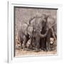 Mother and Baby Elephant Preparing for a Dust Bath, Chobe National Park, Botswana-Wendy Kaveney-Framed Photographic Print