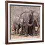 Mother and Baby Elephant Preparing for a Dust Bath, Chobe National Park, Botswana-Wendy Kaveney-Framed Photographic Print